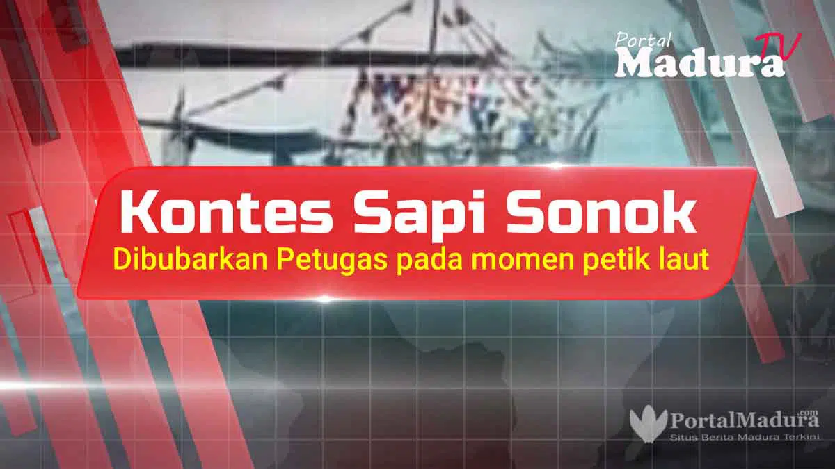 Kontes Sapi Sonok Kembali Dibubarkan pada Momen Petik Laut