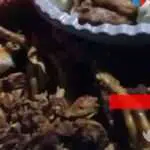 Warga Madura Usir Corona Pakai Ayam Jantan