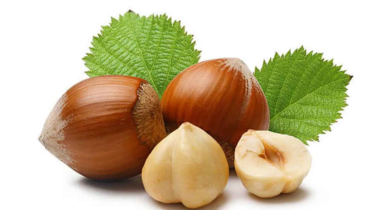 Hazelnut, Jenis Kacang yang Memiliki Banyak Manfaat bagi Tubuh Anda