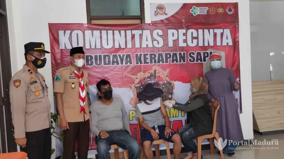 Giat Latihan, Pecinta Budaya Karapan Sapi Sampang Disuntik Vaksin Covid-19