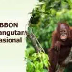 Twibbon Hari Orangutan Internasional atau International Orangutan Day
