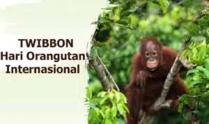 Twibbon Hari Orangutan Internasional