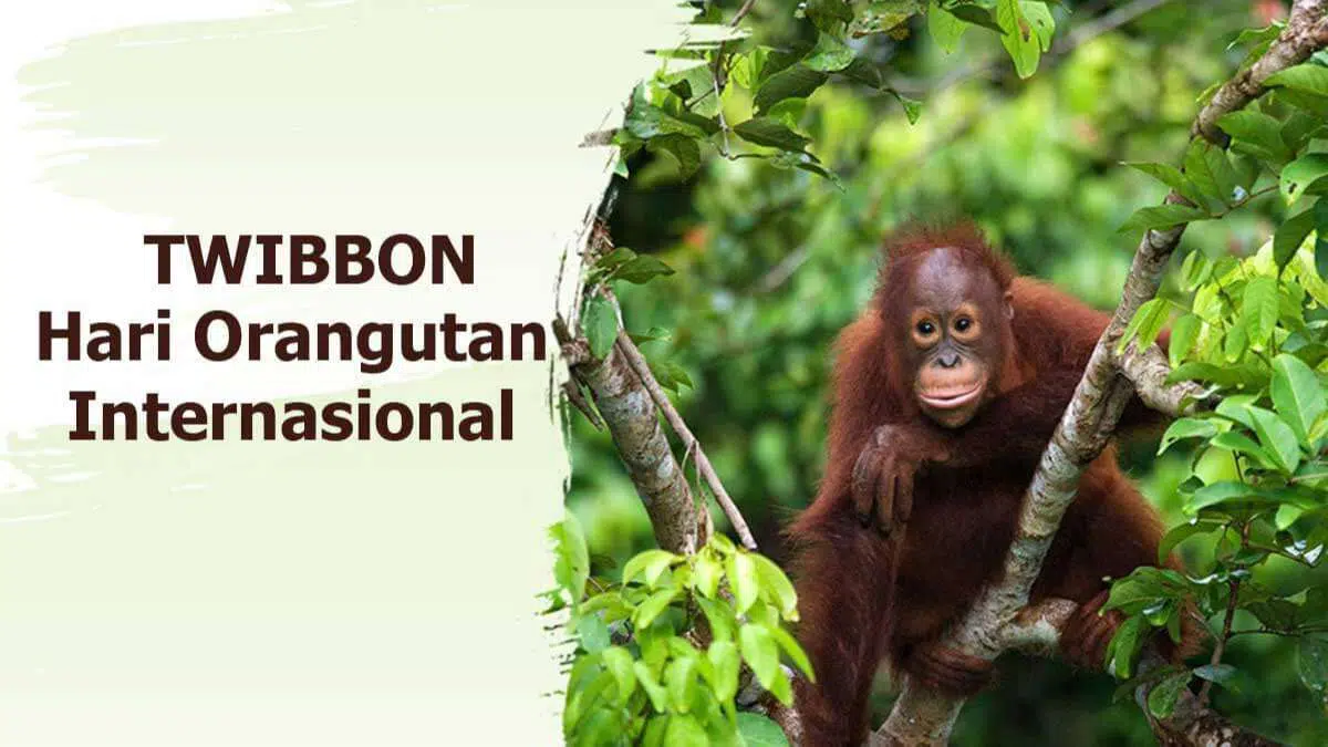 Twibbon Hari Orangutan Internasional