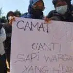 Camat Batang-Batang “Menghilang”, Kantornya Dikepung Warga, Minta Sapi Hilang Diganti