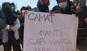 Camat Batang-Batang “Menghilang”, Kantornya Dikepung Warga, Minta Sapi Hilang Diganti