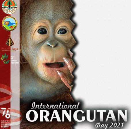 Twibbon Hari Orangutan Internasional Atau International Orangutan Day