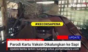 Viral Video Parodi Kartu Vaksin Dikalungkan ke Sapi & Seruan Aksi hingga #KECOKSAPENA