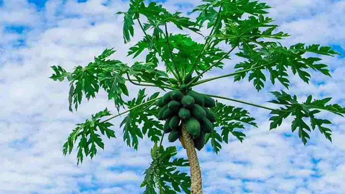 5-Khasiat-Daun-Pepaya-yang-Jarang-Orang-Tahu