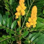 Atasi Sembelit dengan Daun Senna yang Baik Untuk Percernaan