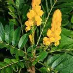 Atasi Sembelit dengan Daun Senna yang Baik Untuk Percernaan