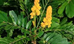 Atasi-Sembelit-dengan-Daun-Senna-yang-Baik-Untuk-Saluran-Percernaan