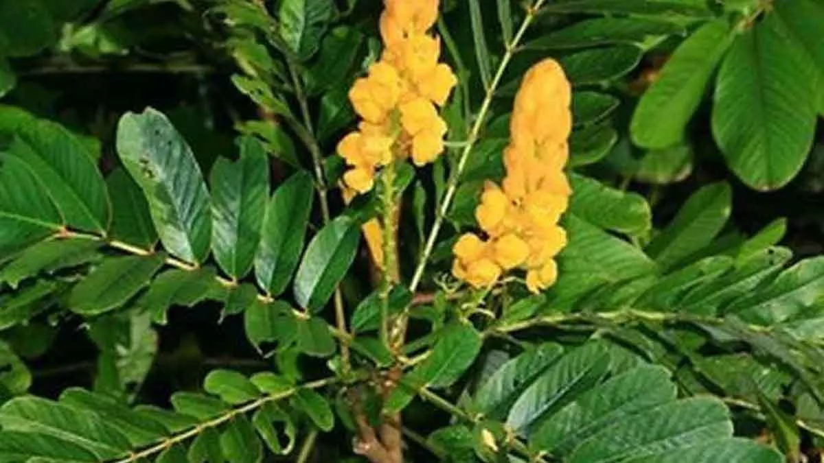 Atasi Sembelit dengan Daun Senna yang Baik Untuk Percernaan