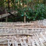 Dampak Refocusing, Kegiatan Wisata Hutan Mangrove di Sampang Mangkrak