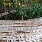 Dampak Refocusing, Kegiatan Wisata Hutan Mangrove di Sampang Mangkrak