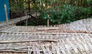 Dampak-Refocusing,-Kegiatan-Wisata-Hutan-Mangrove-di-Sampang-Mangkrak