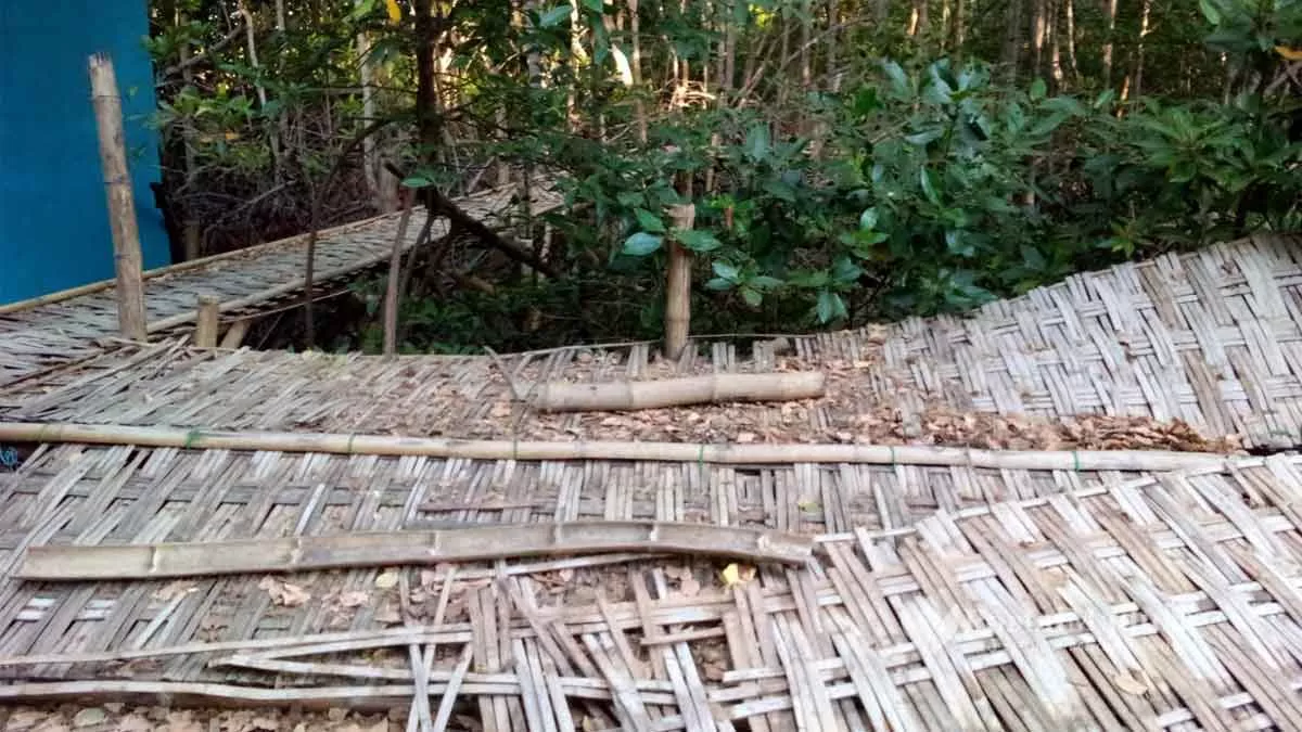 Dampak Refocusing, Kegiatan Wisata Hutan Mangrove di Sampang Mangkrak