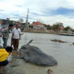 Ikan Paus Tutul Terdampar di Pantai Ketapang Sampang