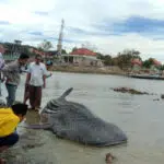 Ikan Paus Tutul Terdampar di Pantai Ketapang Sampang