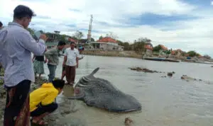 Ikan Paus Tutul Terdampar di Pantai Ketapang Sampang