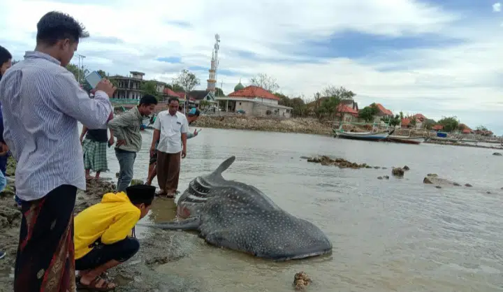 Ikan Paus Tutul Terdampar di Pantai Ketapang Sampang