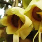 Manfaat Bunga Durian untuk Kesehatan yang Jarang Orang Tahu