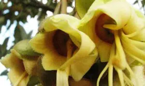Manfaat-Bunga-Durian-untuk-Kesehatan-yang-Jarang-Orang-Tahu