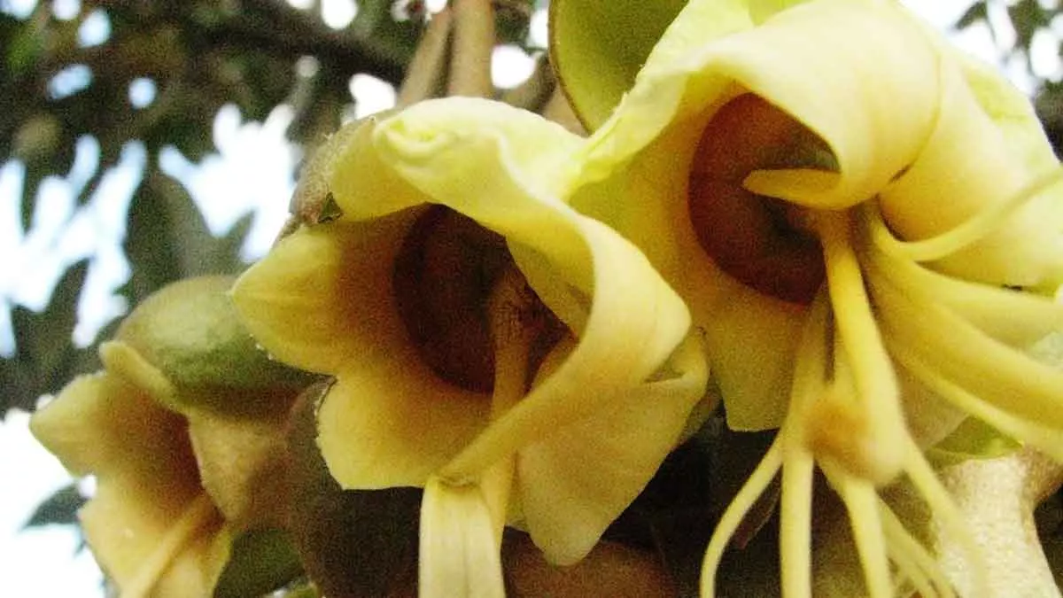 Manfaat Bunga Durian untuk Kesehatan yang Jarang Orang Tahu