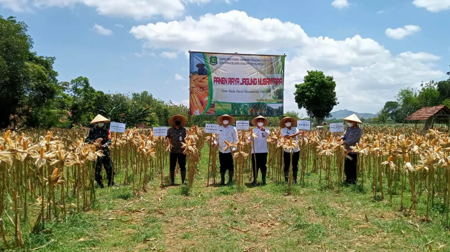 DipertaKP Jatim Gelar Gerakan Diversifikasi Pangan Lokal di Sumenep