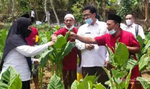 Persyaratan Penerima BLT Buruh Tani dan Pabrik Rokok di Sumenep