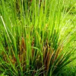 Vetiver, Sejenis Rumput yang Punya Sederet Manfaat untuk Kulit