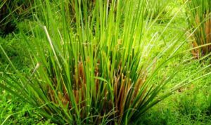 Vetiver,-Sejenis-Rumbut-yang-Punya-5-Manfaat-untuk-Kulit