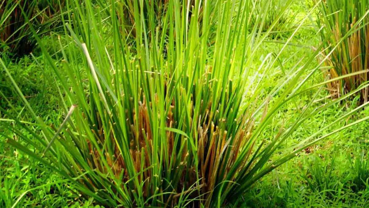Vetiver, Sejenis Rumput yang Punya Sederet Manfaat untuk Kulit