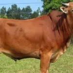 Lima Poktan Sampang Dapat Bantuan Sapi Betina