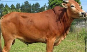 Lima Poktan Sampang Dapat Bantuan Sapi Betina