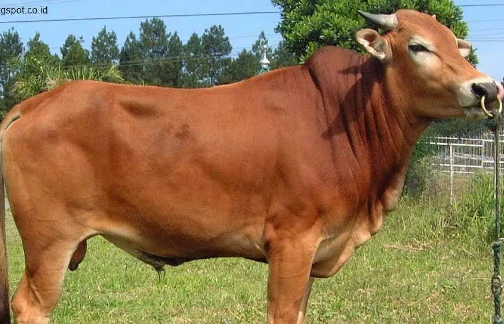 Lima Poktan Sampang Dapat Bantuan Sapi Betina