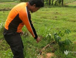 Hama Tikus Serang Lahan Pertanian di Sampang