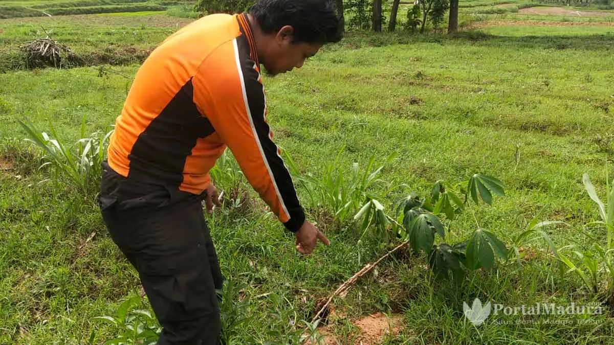 Hama Tikus Serang Lahan Pertanian di Sampang
