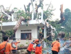 Pohon Randu ‘Raksasa’ Tumbang Timpa Gedung Koperasi Pesantren