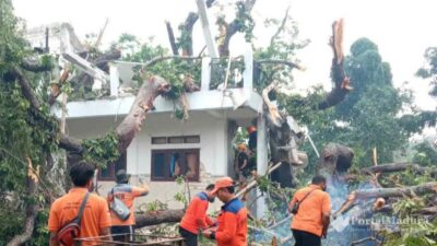 Pohon Randu 'Raksasa' Tumbang Timpa Gedung Koperasi Pesantren