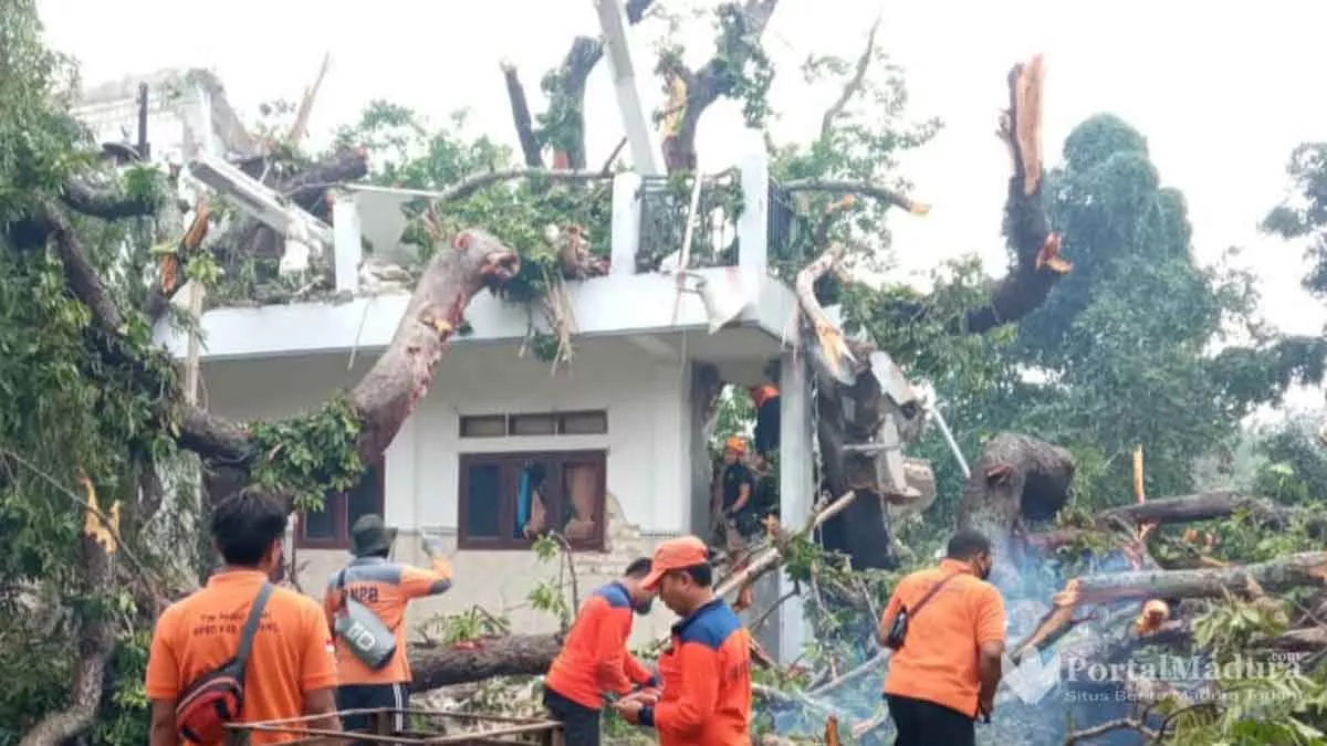 Pohon Randu ‘Raksasa’ Tumbang Timpa Gedung Koperasi Pesantren