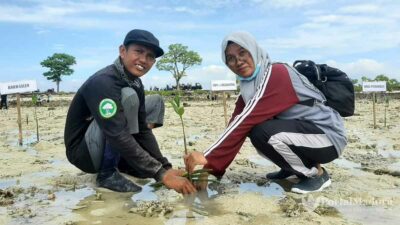 Hari Ibu, 250 Relawan Tanam 10 Ribu Mangrove di Pantai Morron Sumenep