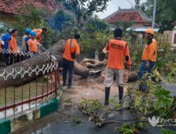 Pohon Mangga Roboh di Halaman Pendopo Pamekasan, Kerugian Capai Rp20 juta