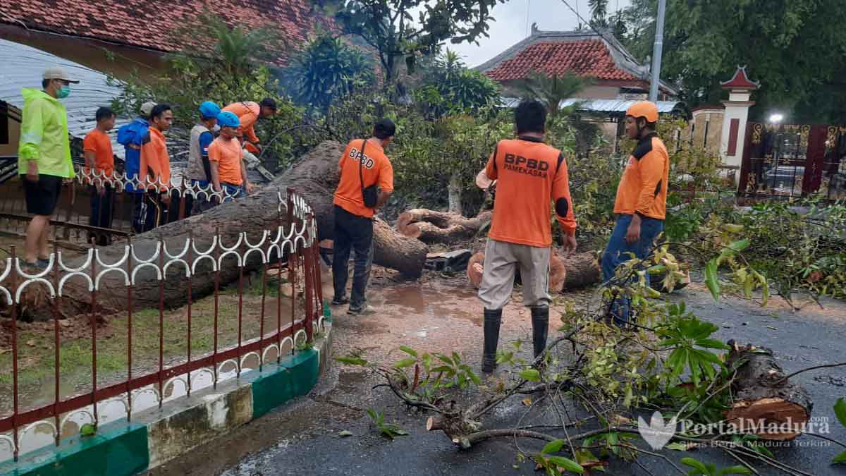 Pohon Mangga Roboh di Halaman Pendopo Pamekasan Kerugian Capai Rp20 juta