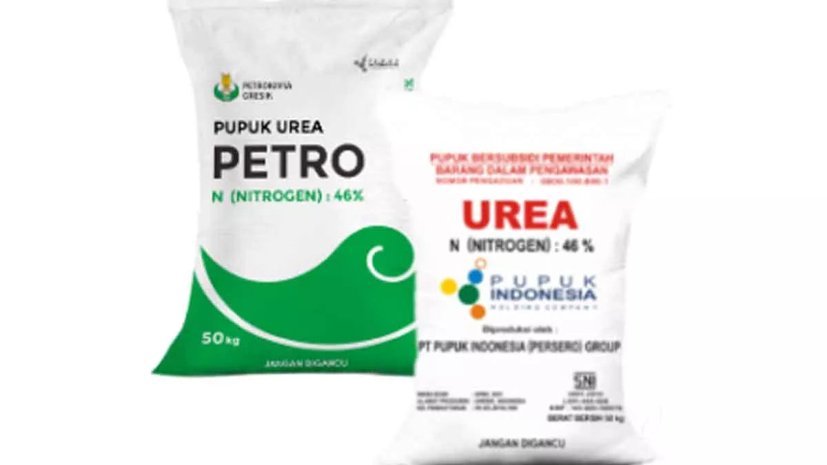 Ulah Kios, Petani di Sampang Beli Pupuk Urea Bersyarat