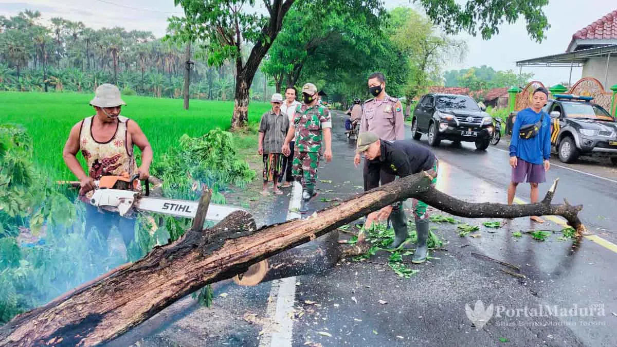 Hujan Deras Picu Pohon Tumbang, Petugas Lakukan Evakuasi Kayu di Badan Jalan