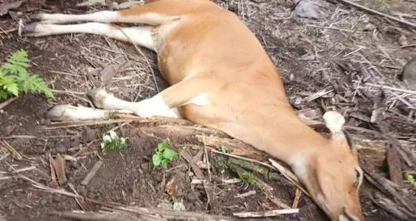 Sapi Ternak Milik Warga Sampang Mati Misterius