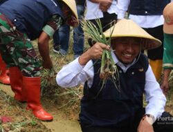Berlimpah, Sumenep Panen Bawang Merah
