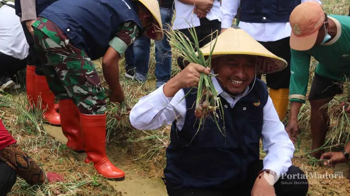 Berlimpah, Sumenep Panen Bawang Merah