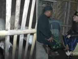 Edan, Pria Ini Kiku-kiku dengan Kambing Malah Gancet