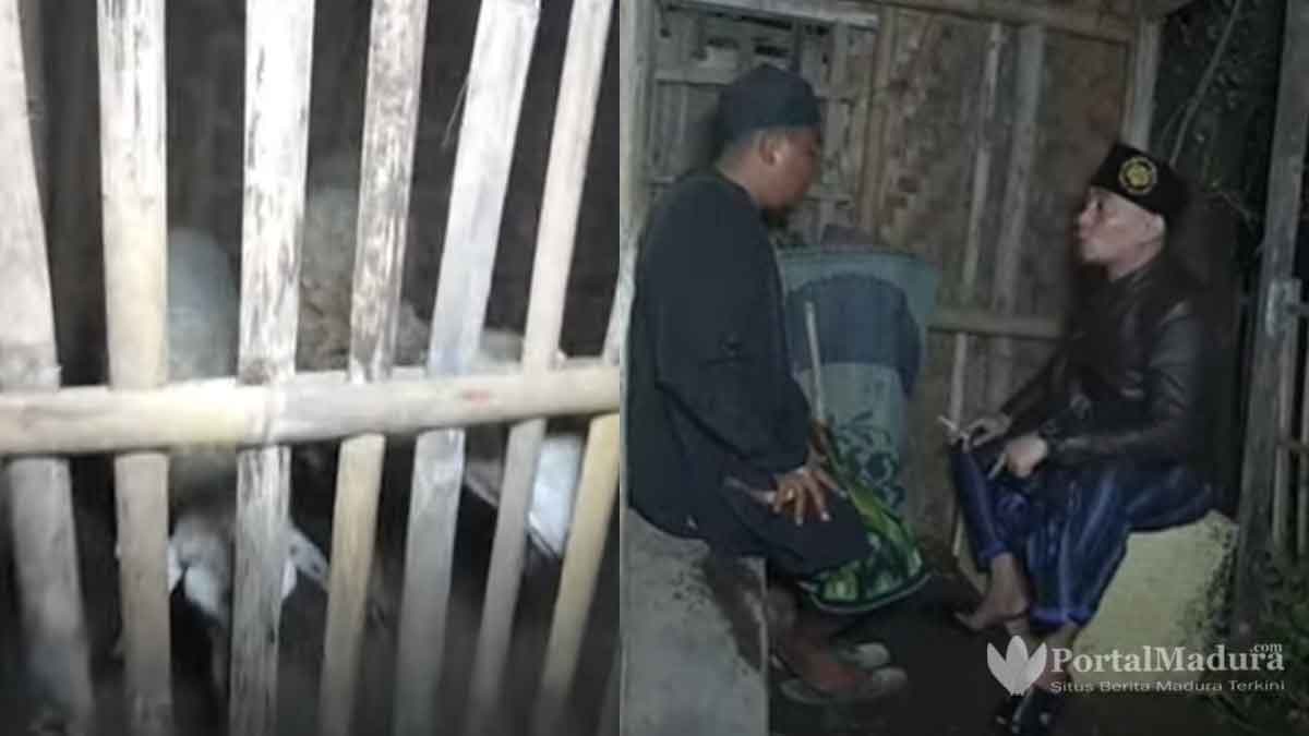 Edan, Pria Ini Kiku-kiku dengan Kambing Malah Gancet